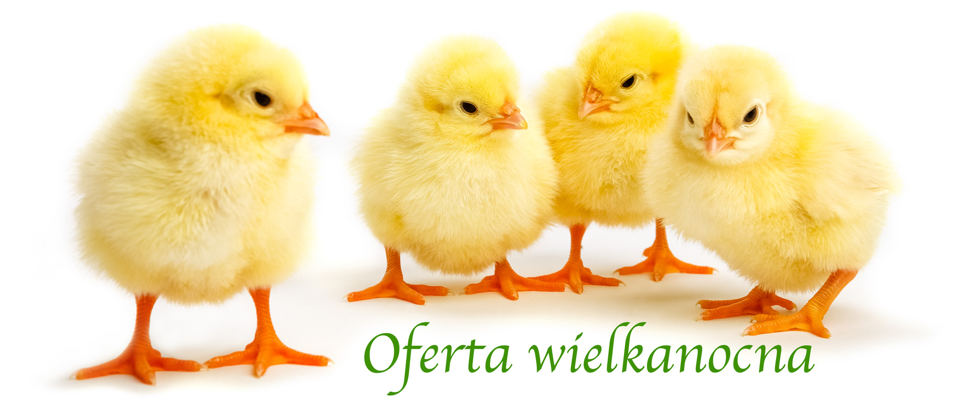 Catering – oferta wielkanocna